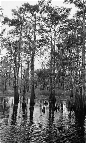 Kissimmee: Gateway to the Kissimmee River Valley by Jim Robison ...